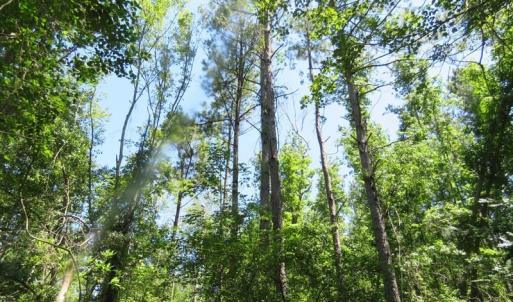 Photo of SOLD!!  460 Acres of Timber Land For Sale in Columbus County NC!