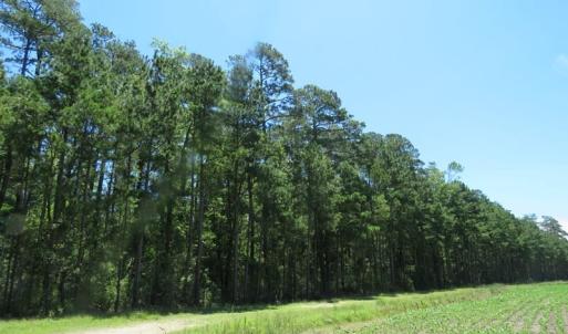 Photo of SOLD!!  460 Acres of Timber Land For Sale in Columbus County NC!