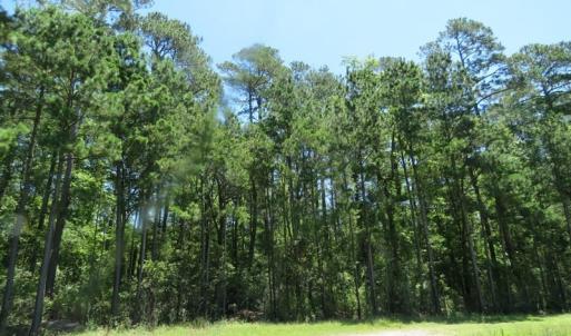 Photo of SOLD!!  460 Acres of Timber Land For Sale in Columbus County NC!