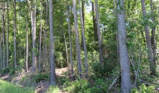 Photo of SOLD!!  460 Acres of Timber Land For Sale in Columbus County NC!