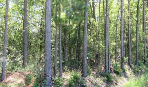 Photo of SOLD!!  460 Acres of Timber Land For Sale in Columbus County NC!