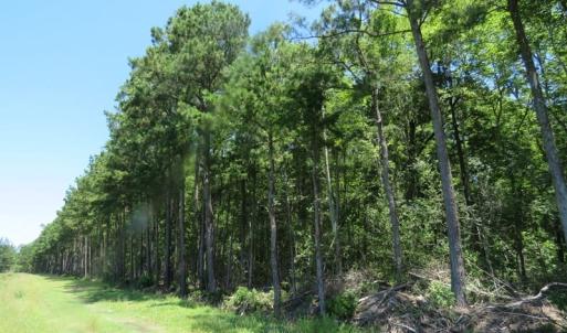 Photo of SOLD!!  460 Acres of Timber Land For Sale in Columbus County NC!