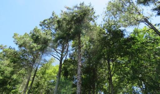 Photo of SOLD!!  460 Acres of Timber Land For Sale in Columbus County NC!