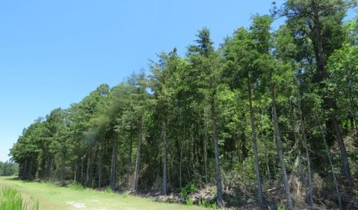 Photo of SOLD!!  460 Acres of Timber Land For Sale in Columbus County NC!