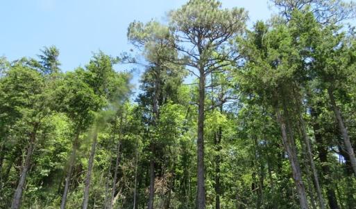 Photo of SOLD!!  460 Acres of Timber Land For Sale in Columbus County NC!