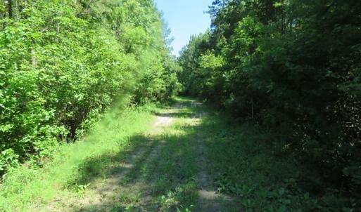 Photo of SOLD!!  460 Acres of Timber Land For Sale in Columbus County NC!