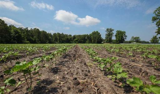 Photo of SOLD!! 39 Acres of Farm and Timber Land For Sale in Chowan County NC!