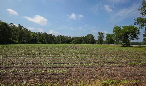 Photo of SOLD!! 39 Acres of Farm and Timber Land For Sale in Chowan County NC!