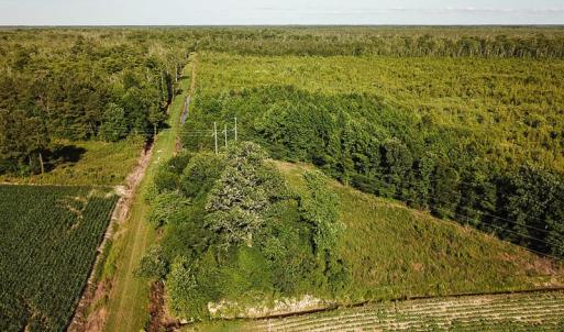 Photo of UNDER CONTRACT!  37 Acres of PRIME Bear Hunting Land For Sale in Tyrrell County NC!