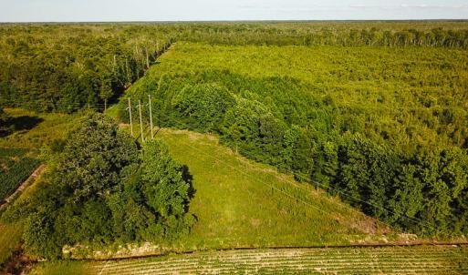 Photo of UNDER CONTRACT!  37 Acres of PRIME Bear Hunting Land For Sale in Tyrrell County NC!