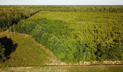 Photo of UNDER CONTRACT!  37 Acres of PRIME Bear Hunting Land For Sale in Tyrrell County NC!