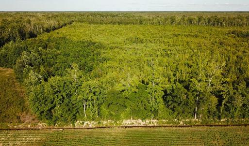 Photo of UNDER CONTRACT!  37 Acres of PRIME Bear Hunting Land For Sale in Tyrrell County NC!