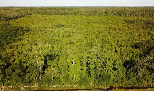 Photo of UNDER CONTRACT!  37 Acres of PRIME Bear Hunting Land For Sale in Tyrrell County NC!
