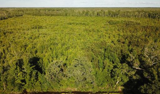 Photo of UNDER CONTRACT!  37 Acres of PRIME Bear Hunting Land For Sale in Tyrrell County NC!