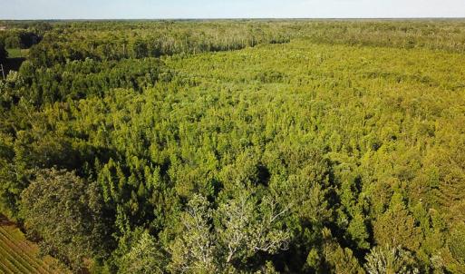 Photo of UNDER CONTRACT!  37 Acres of PRIME Bear Hunting Land For Sale in Tyrrell County NC!