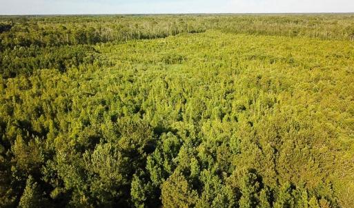 Photo of UNDER CONTRACT!  37 Acres of PRIME Bear Hunting Land For Sale in Tyrrell County NC!