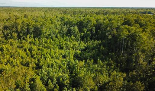 Photo of UNDER CONTRACT!  37 Acres of PRIME Bear Hunting Land For Sale in Tyrrell County NC!