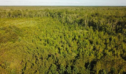 Photo of UNDER CONTRACT!  37 Acres of PRIME Bear Hunting Land For Sale in Tyrrell County NC!