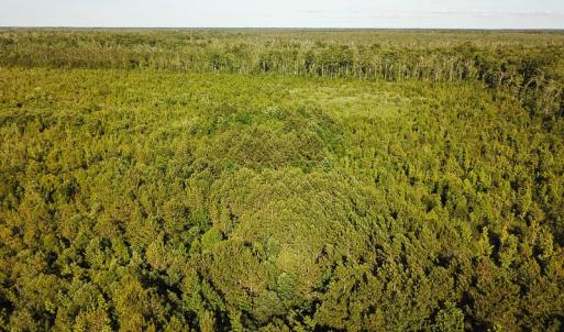 Photo of UNDER CONTRACT!  37 Acres of PRIME Bear Hunting Land For Sale in Tyrrell County NC!