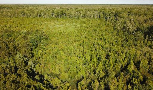 Photo of UNDER CONTRACT!  37 Acres of PRIME Bear Hunting Land For Sale in Tyrrell County NC!