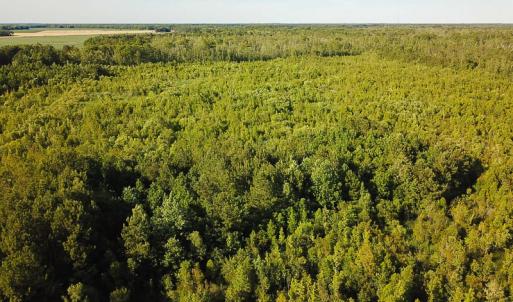 Photo of UNDER CONTRACT!  37 Acres of PRIME Bear Hunting Land For Sale in Tyrrell County NC!