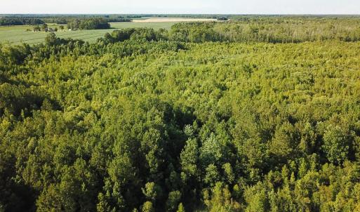 Photo of UNDER CONTRACT!  37 Acres of PRIME Bear Hunting Land For Sale in Tyrrell County NC!