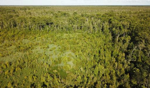Photo of UNDER CONTRACT!  37 Acres of PRIME Bear Hunting Land For Sale in Tyrrell County NC!