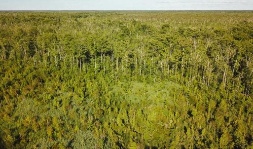 Photo of UNDER CONTRACT!  37 Acres of PRIME Bear Hunting Land For Sale in Tyrrell County NC!