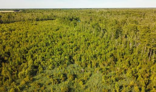 Photo of UNDER CONTRACT!  37 Acres of PRIME Bear Hunting Land For Sale in Tyrrell County NC!