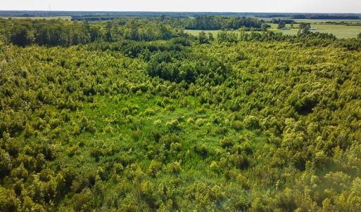 Photo of UNDER CONTRACT!  37 Acres of PRIME Bear Hunting Land For Sale in Tyrrell County NC!