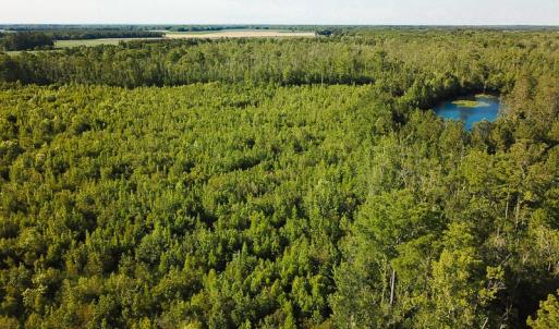 Photo of UNDER CONTRACT!  37 Acres of PRIME Bear Hunting Land For Sale in Tyrrell County NC!