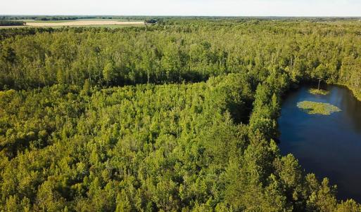 Photo of UNDER CONTRACT!  37 Acres of PRIME Bear Hunting Land For Sale in Tyrrell County NC!