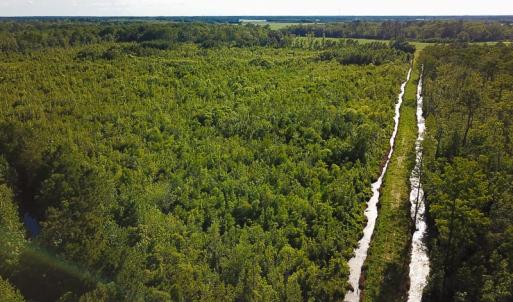 Photo of UNDER CONTRACT!  37 Acres of PRIME Bear Hunting Land For Sale in Tyrrell County NC!