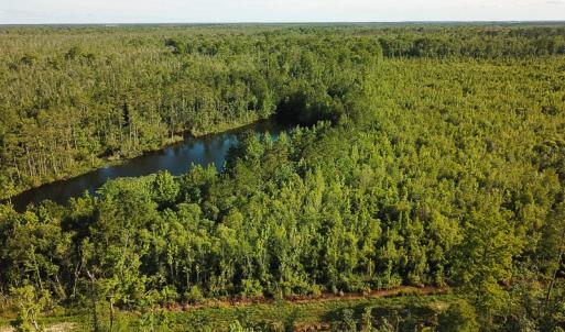 Photo of UNDER CONTRACT!  37 Acres of PRIME Bear Hunting Land For Sale in Tyrrell County NC!
