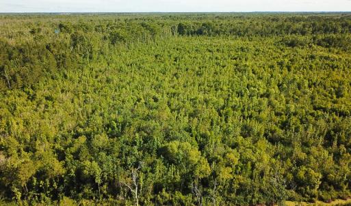 Photo of UNDER CONTRACT!  37 Acres of PRIME Bear Hunting Land For Sale in Tyrrell County NC!