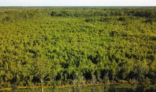 Photo of UNDER CONTRACT!  37 Acres of PRIME Bear Hunting Land For Sale in Tyrrell County NC!