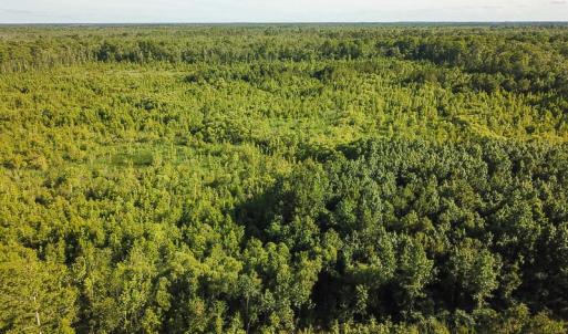 Photo of UNDER CONTRACT!  37 Acres of PRIME Bear Hunting Land For Sale in Tyrrell County NC!