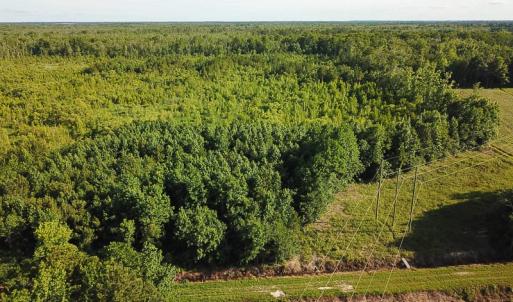 Photo of UNDER CONTRACT!  37 Acres of PRIME Bear Hunting Land For Sale in Tyrrell County NC!