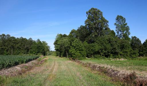 Photo of UNDER CONTRACT!  37 Acres of PRIME Bear Hunting Land For Sale in Tyrrell County NC!