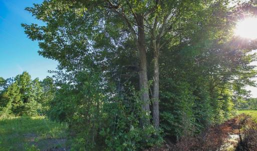 Photo of UNDER CONTRACT!  37 Acres of PRIME Bear Hunting Land For Sale in Tyrrell County NC!
