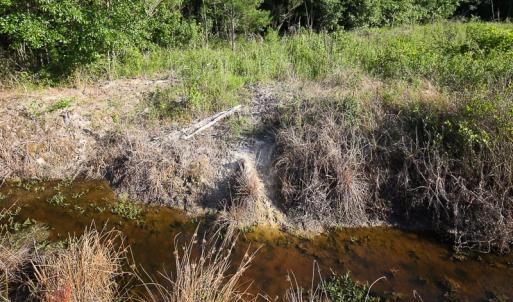 Photo of UNDER CONTRACT!  37 Acres of PRIME Bear Hunting Land For Sale in Tyrrell County NC!