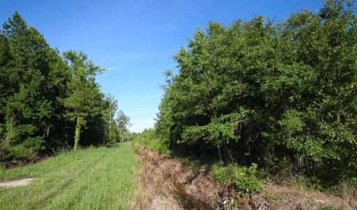 Photo of UNDER CONTRACT!  37 Acres of PRIME Bear Hunting Land For Sale in Tyrrell County NC!