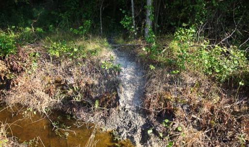 Photo of UNDER CONTRACT!  37 Acres of PRIME Bear Hunting Land For Sale in Tyrrell County NC!