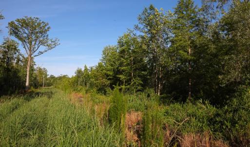 Photo of UNDER CONTRACT!  37 Acres of PRIME Bear Hunting Land For Sale in Tyrrell County NC!