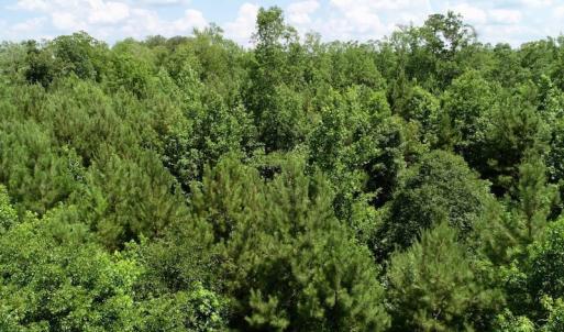 Photo of REDUCED!  18 Acres Land For Sale in Blount's Creek Beaufort County NC!