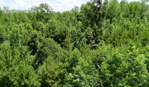 Photo of REDUCED!  18 Acres Land For Sale in Blount's Creek Beaufort County NC!