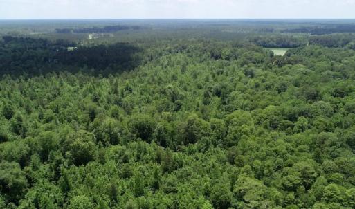 Photo of SOLD!  81.5 Acres of Waterfront Property For Sale in Blount's Creek Beaufort County NC!