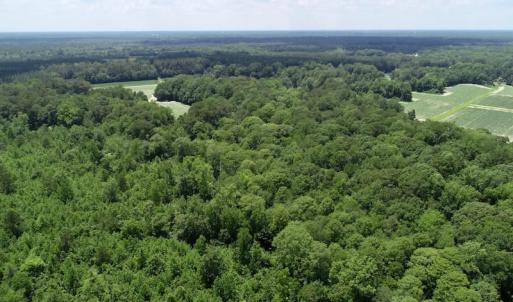 Photo of SOLD!  81.5 Acres of Waterfront Property For Sale in Blount's Creek Beaufort County NC!