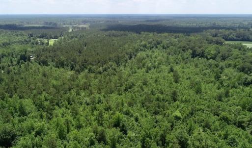 Photo of SOLD!  81.5 Acres of Waterfront Property For Sale in Blount's Creek Beaufort County NC!