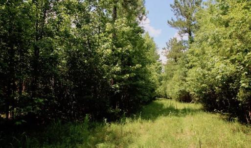 Photo of SOLD!  81.5 Acres of Waterfront Property For Sale in Blount's Creek Beaufort County NC!